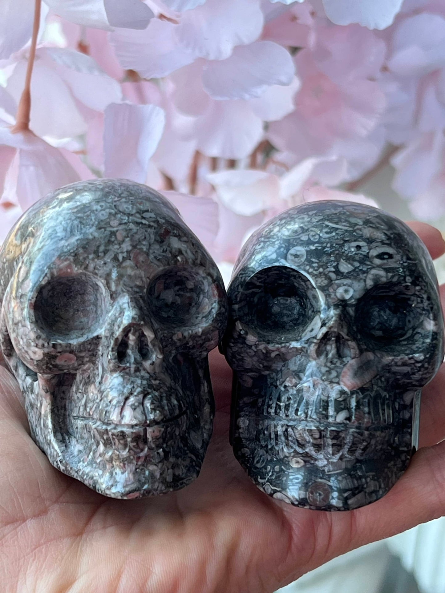 Twee Criniod Fossiel (zeelelie) Skulls/ kristallen schedels