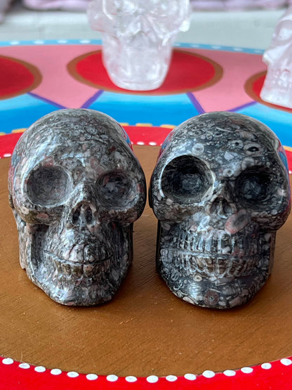Twee Criniod Fossiel (zeelelie) Skulls/ kristallen schedels