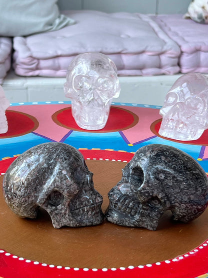 Twee Criniod Fossiel (zeelelie) Skulls/ kristallen schedels