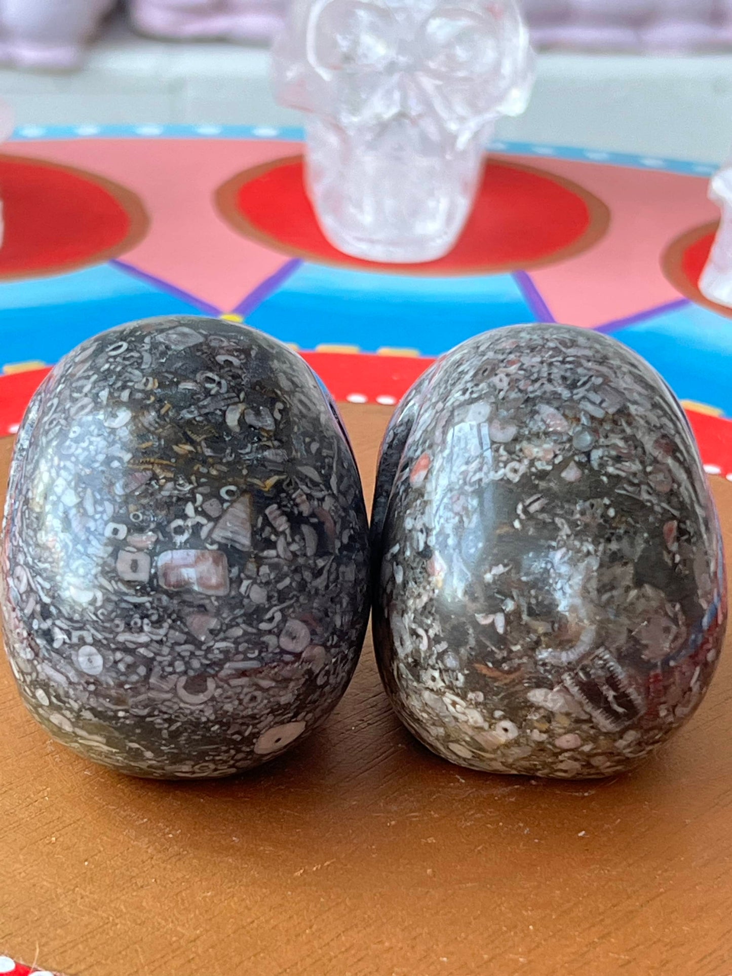 Twee Criniod Fossiel (zeelelie) Skulls/ kristallen schedels